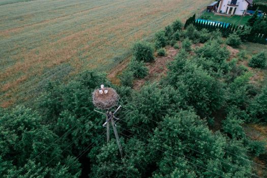 Inwentaryzacja gniazd bociana białego na terenie Gminy Dąbrówka w 2021 roku, 